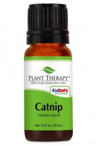 catnip essential oil