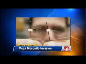 Giant Gallinipper Mosquito Invades Florida