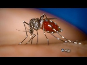 Asian Tiger Mosquito